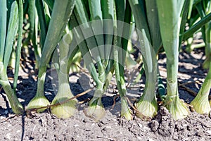 Dutch farmland with growing onions