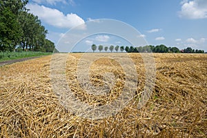 Dutch farmland with harvested wheat
