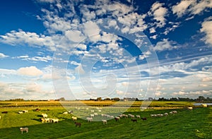 Dutch farmland landscape