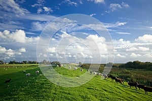Dutch farmland landscape
