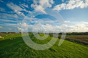 Dutch farmland landscape