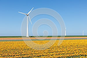 Dutch farmland with yellow tulip field and big windturbine