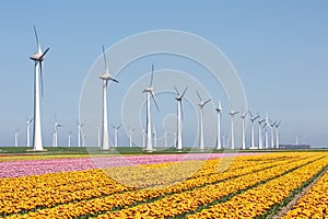 Dutch farmland with yellow tulip field and big windturbine