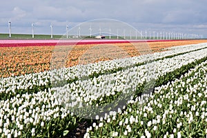 Dutch field of colorful tulips with windmills