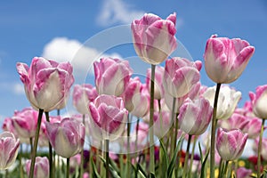 Dutch field purple tulips with white clouds in blue sky