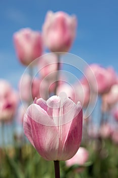 Dutch field purple tulips with white clouds in blue sky
