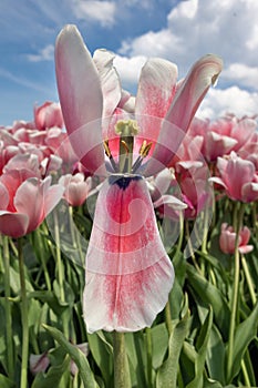 Dutch field purple tulips with white clouds in blue sky