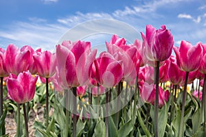 Dutch field purple tulips with wispy clouds in blue sky