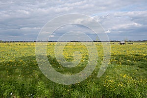 Dutch flat landscape with cows in a fresh green-yellow meadow with buttercups