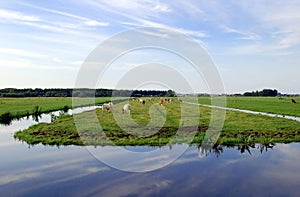 Dutch flat landscape with cows and grass fields