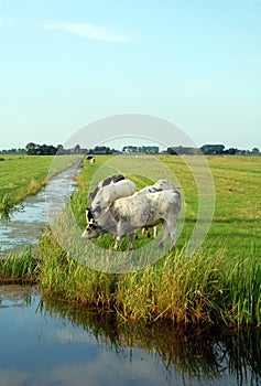 Dutch flat landscape with cows and grass fields