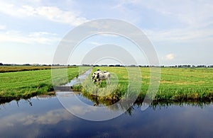 Dutch flat landscape with cows and grass fields