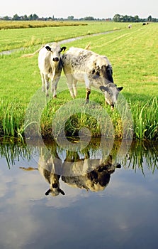 Dutch flat landscape with cows and grass fields