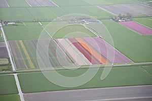 Dutch flower field from above