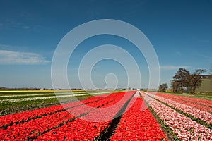 Dutch flower fields