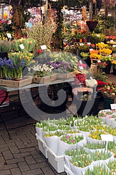 Dutch Flower Market