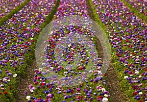 Dutch flowers