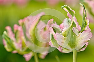 Dutch Flowers