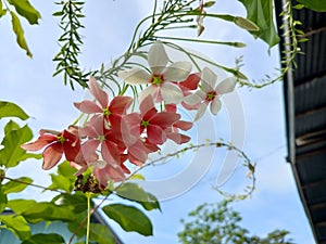 dutch flowers in the morning