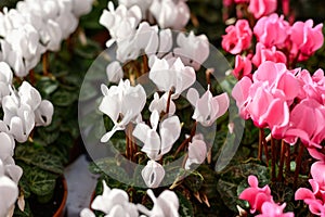 Dutch flowers, pots with colorful cyclamen plants photo