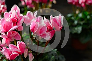 Dutch flowers, pots with colorful cyclamen plants photo