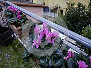 Dutch flowers, pots with colorful flowering cyclamen plants in winter photo