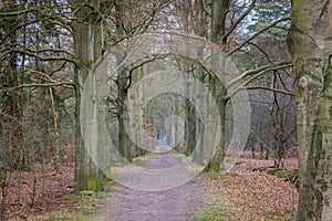 Dutch Forest