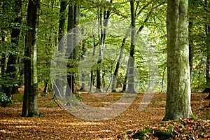 Dutch forest in autumn