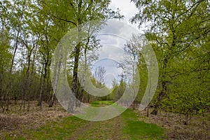 Dutch forest landscape, spring forest trees and narrow path lit by soft sunrise light. Forest spring nature, spring forest