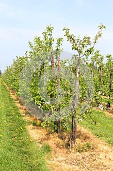 Landscape with Dutch fruit industries, Betuwe, Netherlands photo