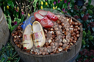 Dutch garden still life with lots of tulip bulbs and clogs in tub standing in flowerbed. Exhibition in Flower Dome, Singapore