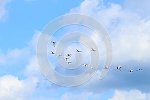 Flight of spoonbills, Rammelwaard, Holland photo