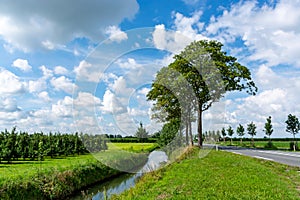 Dutch green landscape in summer in fruit region Betuwe, Gelderland