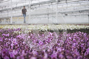 Dutch greenhouse with mass cultivation of pink orchids in holland