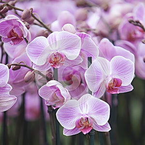 Dutch greenhouse with mass cultivation of pink orchids in holland