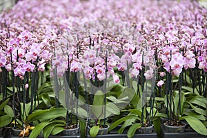 Dutch greenhouse with mass cultivation of pink orchids in holland