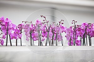 Dutch greenhouse with mass cultivation of pink orchids in holland