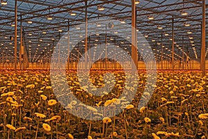 Dutch greenhouse with modern gerbera crop under growthlight
