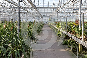 Dutch greenhouse with an orchid nursery