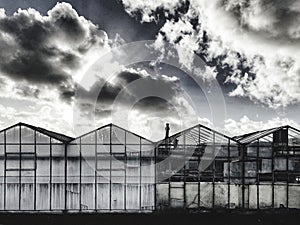 Dutch greenhouses