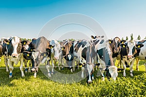 Dutch group of cows in the meadow in the Noordoostpolder Flevoland during Spring in the Netherlands