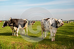 Dutch group of cows outside during sunny Spring weather in the Netherlands Noordoostpolder Flevoland