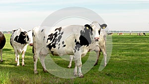 Dutch group of cows outside during sunny Spring weather in the Netherlands Noordoostpolder Flevoland