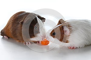 Cute little dutch guinea pig on studio white background. Isolated white pet photo. Sheltie peruvian pigs with symmetric pattern. D photo