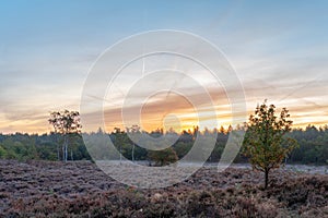 Dutch Heath landscape in autumn colors