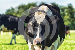 Dutch Holstein black and white cow in a meadow