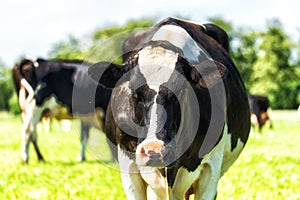 Dutch Holstein black and white cow in a meadow