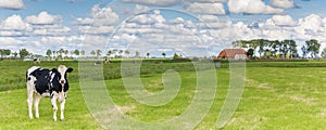 Dutch Holstein cow and little farm near Groningen