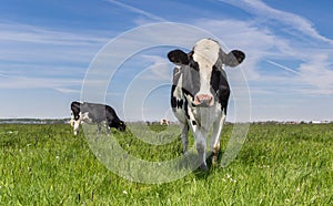 Dutch Holstein cow standing in the grass