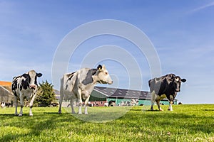 Dutch holstein cows at a farm in Gaasterland